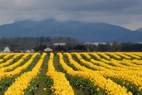 Tour To Skagit Valley Washington Valley Of Flowers