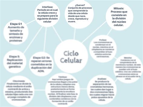 Solution Ciclo Celular Mapa Mental Studypool The Best Porn Website