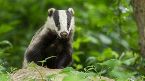 Police Investigation After Badger Found Nailed To Tree By Its Feet Uk