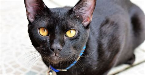 Black Cat Breeds Petfinder Black Cat Breeds Cat Breeds Cats