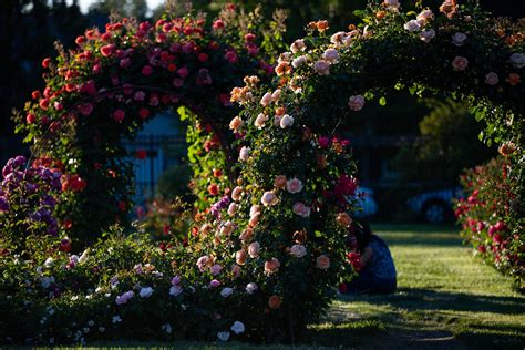 Municipal Rose Garden in San Jose in full bloom
