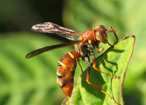 Strepsiptera Life Cycle