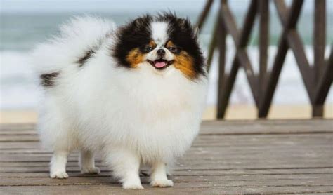 Get To Know All The Colors Of The Pomeranian K9 Web