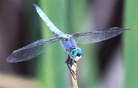 Dragonflies Landed On Them The Dragonfly Foundation