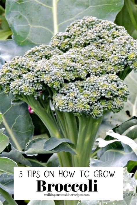 Tips On Growing Broccoli In Your Garden Walking On