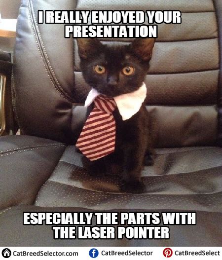49 great job memes ranked in order of popularity and relevancy. Business Cat Memes | Funny cat memes, Business cat, Cat memes