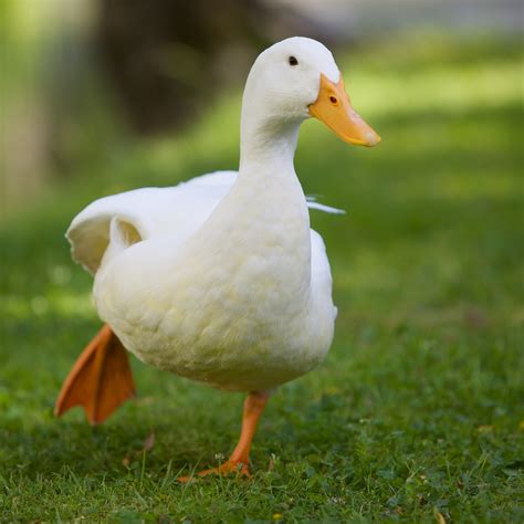 Filewhite Domesticated Duck Stretching