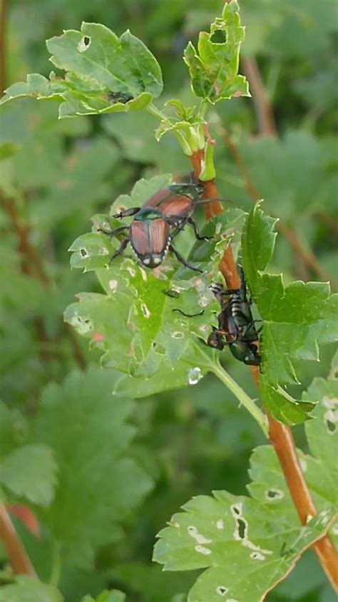 Japanese Beetle Damage Quality Cut Lawn Care