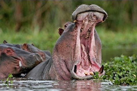 Hippo Wild Animals Photo 2617501 Fanpop