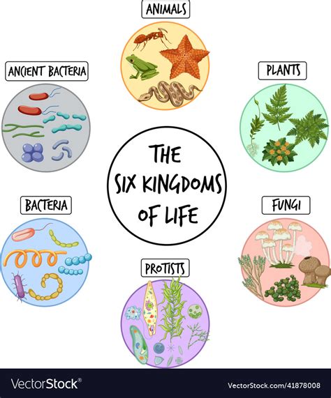Six Kingdoms Of Life Royalty Free Vector Image