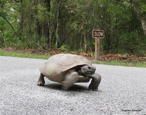 Ft Cooper State Park Gopher Tortoise In Inverness Florida Flickr