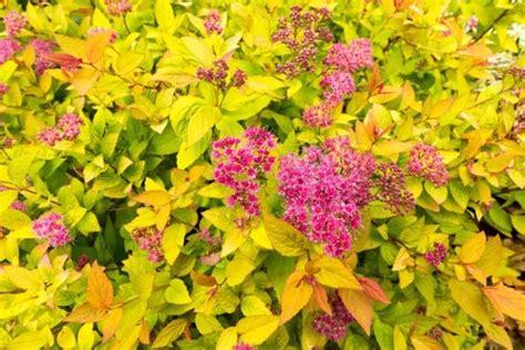 This is another low maintenance shrub that will give your yard lots of color. 14 Fast Growing Shrubs for Full Sun and High Impact | Fast ...