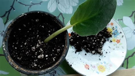 Propagating African Violet From Leaf Youtube