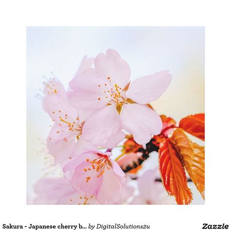 Sakura Japanese Cherry Blossom Canvas Print Japanese Cherry Blossom
