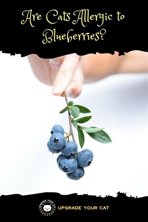 But, strawberries have very less health benefit to offer to our feline friends. Are Cats Allergic to Blueberries? Can They Eat Them | Can ...