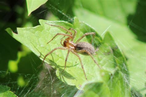 Grass Spiders In October 2023 By Susanna Heideman · Inaturalist