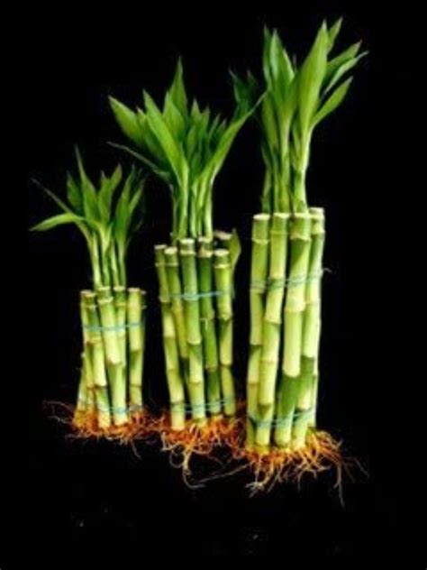 30 Stalks Of Straight Lucky Bamboo 4 6 And Etsy