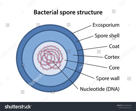 Bacterial Spore Structure Corresponding Designations Microbiology 库存矢量图