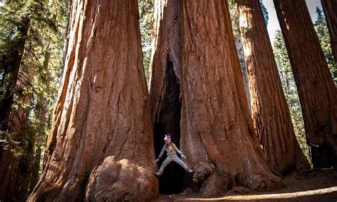 Beetles And Fire Kill Dozens Of Indestructible Giant Sequoia Trees Nexus Newsfeed