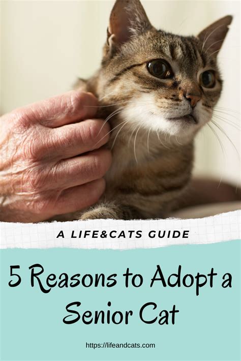 5 Reasons To Adopt A Senior Cat Life And Cats Senior Cat Senior Cat