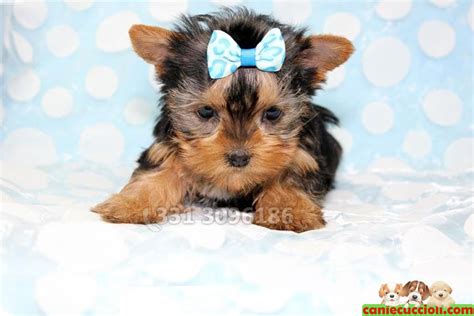 Scorri a destra pre vedere alcuni cuccioli di altre cucciolate. Vendita Cuccioli Yorkshire Terrier Toy Milano