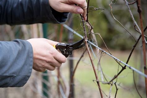 Cutting Of The Vine Stock Photo Image Of Branch Farmer 67748932