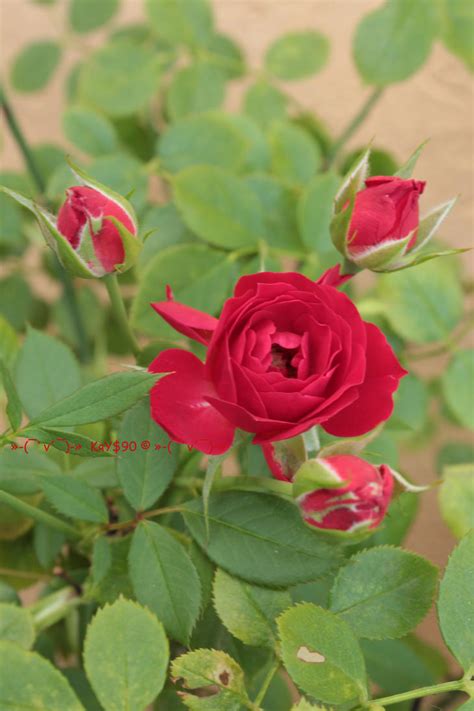 Little Red Rose By Khrys90 On Deviantart