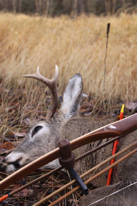 The Challenge Of Traditional Bow Hunting Pics Montana Hunting And