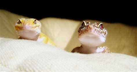 Breeding Leopard Geckos A Step By Step Guide