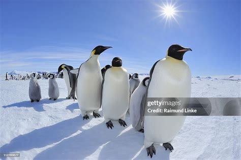 Emperor Penguin Aptenodytes Forsteri High Res Stock Photo Getty Images