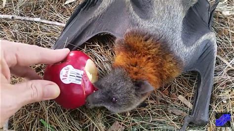 Fruit Bat Eating Apple Youtube