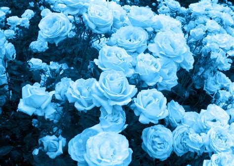 flowers, rose, and pink image | Blue aesthetic pastel, Blue aesthetic