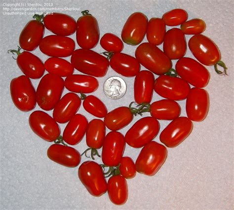 Plantfiles Pictures Cherry Tomato Red Pisa Date Lycopersicon