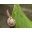 Clumsy Walk In The Morning  Shot This Cute Baby Snail After… Flickr