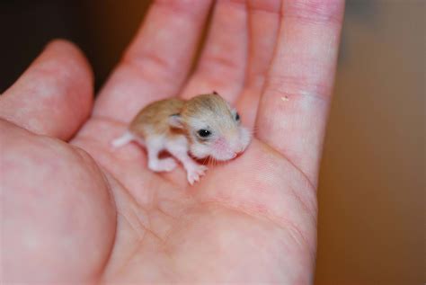 Hamsters Cute Baby