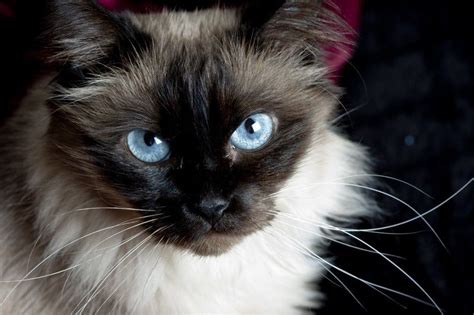 These beautiful cats have long hair, and considered to be the only long haired siamese. The Balinese is a long-haired breed of domestic cat with ...