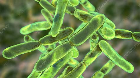Bifidobacterium Bacteria Illustration Stock Image F0307428