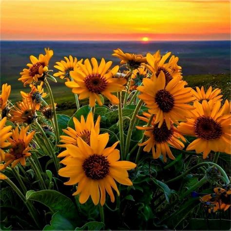 Twitter Nature Sunflower Pictures Very Beautiful Flowers