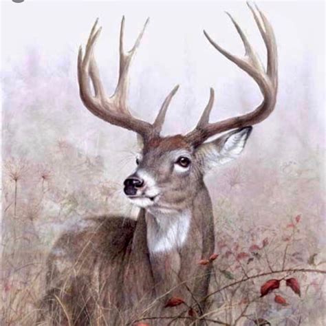 How To Draw A Whitetail Deer