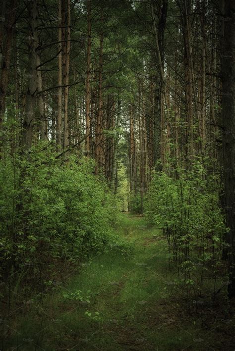 Dark Moody Forest Containing Forest Tree And Background High