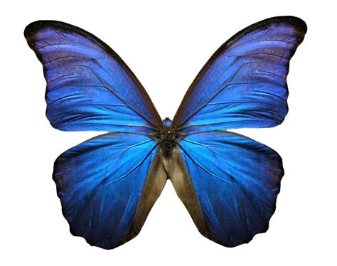 Blue Animated Butterfly Png Image Png Arts