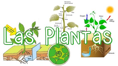 Las Plantas Y Sus Características Las Plantas Y Sus Partes Youtube