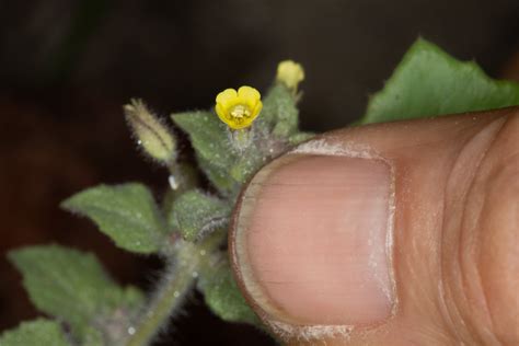 Plant Of The Month Slimy Monkey Flower