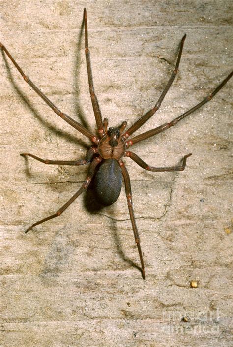 Brown Recluse Spider Photograph by S. Camazine/K. Visscher