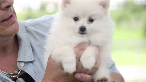 Meet The Puppies Pomeranians Youtube