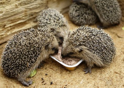 It is a hybrid of two african species. 【画像】ハリネズミのかわいい写真をまとめてみました! - NAVER まとめ