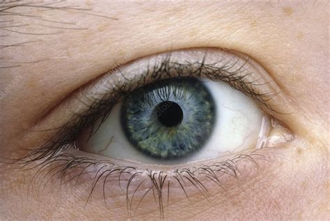 Human Eye Stock Image P4200009 Science Photo Library