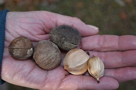 1 Hickory Nuts Wild Edibles Free Food Edible
