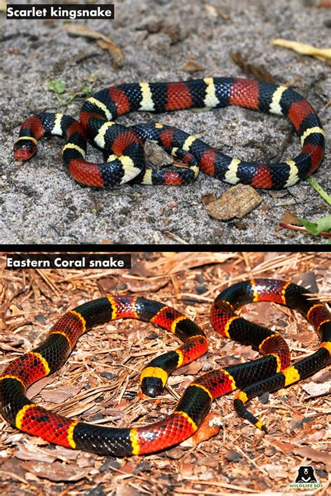 Survival 101 Mimicry In Snakes Wildlife Sos