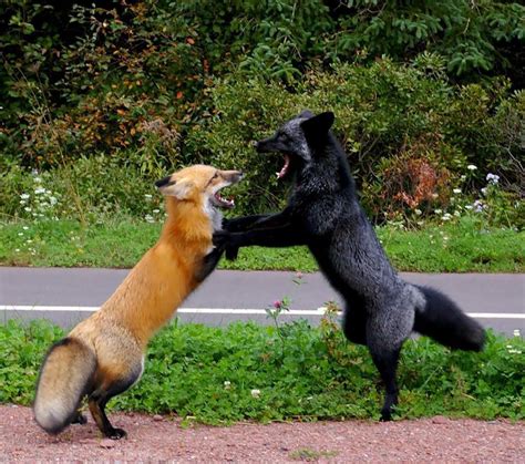 15 Beauty Photo Of Rare Black Foxes 99inspiration
